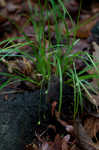 Wildenow's sedge